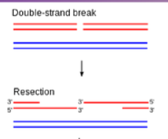 <p>Strand Resection: damaged strand searches for the complementary strand on the undamaged chromosome</p>