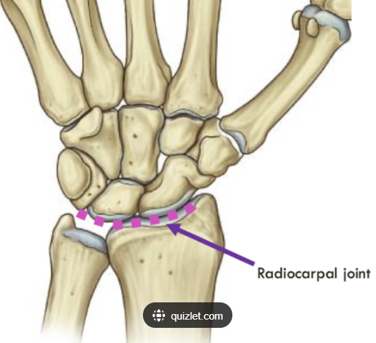 <p>Radiocarpal Joint </p>