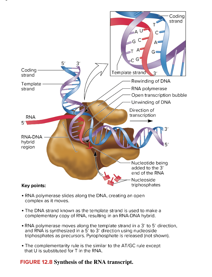 <ul><li><p>RNA transcript is synthesized</p><ul><li><p><strong>RNA polymerase slides </strong>along the <strong>DNA in a 3’ to 5’</strong> direction, creating an open complex as it moves</p></li><li><p><strong>RNA is synthesized</strong> in a <strong>5’ to 3’ </strong>direction using nucleoside triphosphates as precursors</p><ul><li><p>pyrophosphate is released</p></li></ul></li><li><p>complementary rule is the same as the AT/GC rule except U is substituted for T in the RNA</p></li></ul></li><li><p>each gene uses one DNA strand as a template, but the template strand used is not always the same</p><ul><li><p>DNA strand used as template for RNA synthesis is the <strong>template</strong> or <strong>antisense strand</strong></p><ul><li><p>the opposite DNA strand is the <strong>coding strand</strong></p><ul><li><p>has the same base sequence as the RNA transcript except that T in DNA corresponds to U in RNA</p></li></ul></li></ul></li><li><p>a promotor specifies the direction of transcription</p><ul><li><p>with regard to adjacent genes along a chromosome, some promoters direct transcription in one direction and others direct transcription in the opposite direction</p><ul><li><p>in any case, the template strand is read in the 3’ to 5’ direction (direction of transcription)</p></li><li><p>synthesis of RNA transcript occurs in a 5’ to 3’ direction</p></li></ul></li></ul></li></ul></li></ul><p></p>