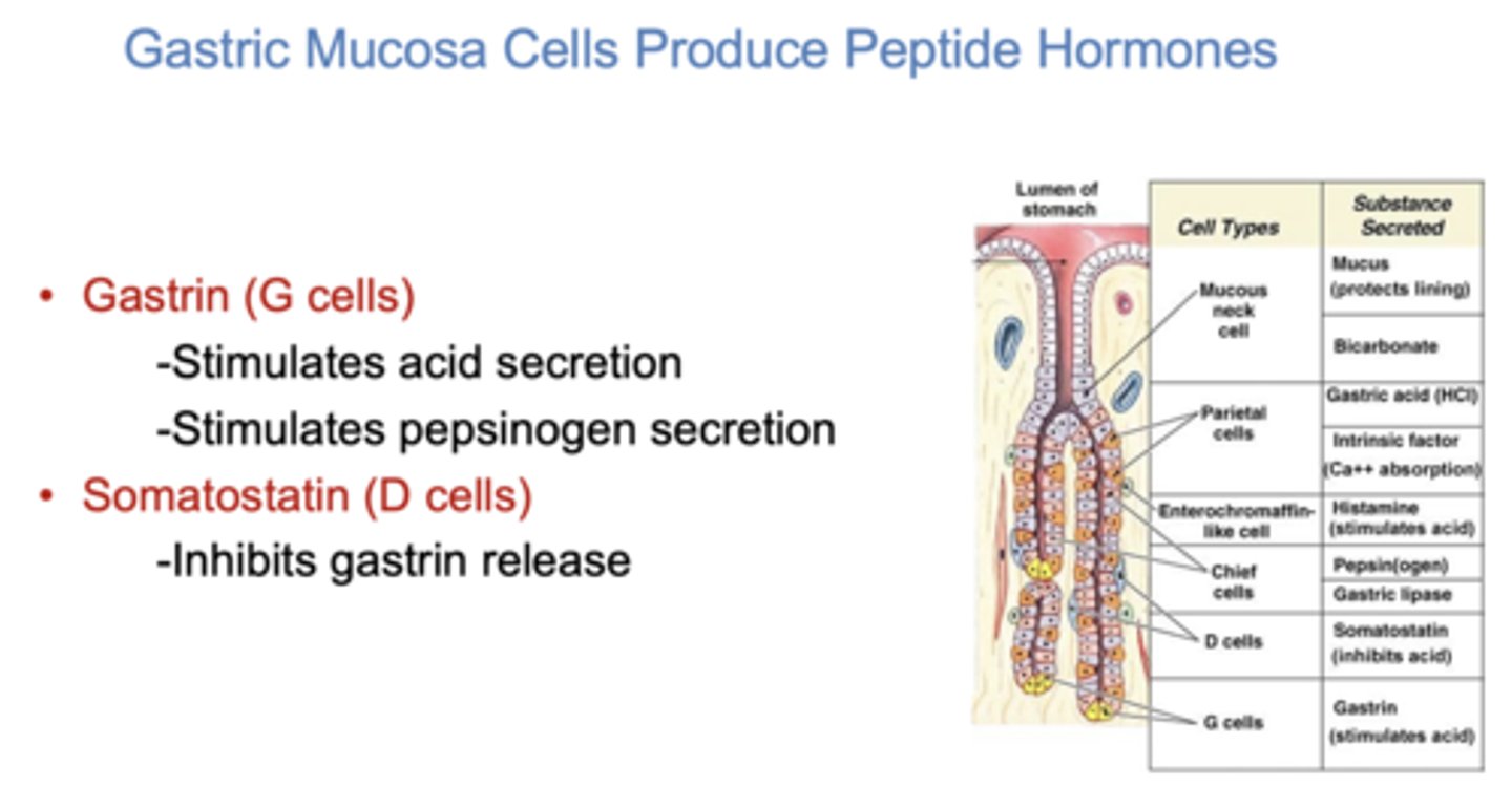 <p>somatostatin from D cells</p>