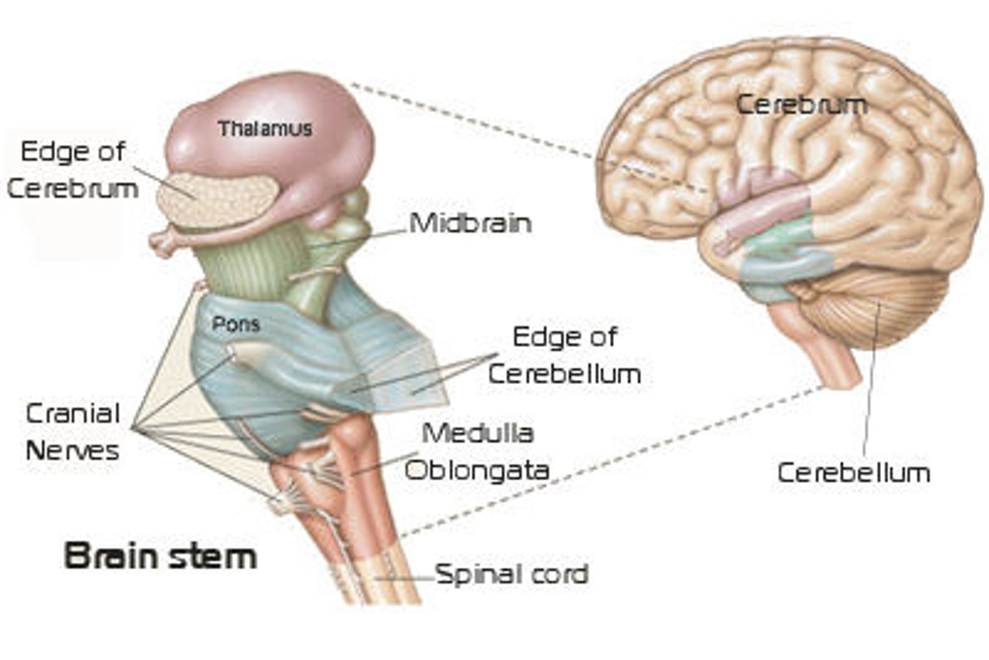 <p>(D) Brain Stem</p><p>The Brain Stem connects the cerebrum to the spinal cord.</p>