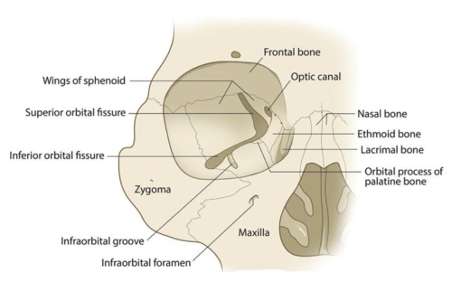 <p>Important foramina include the optic canal, superior orbital fissure, foramen rotundum, and foramen ovale.</p>