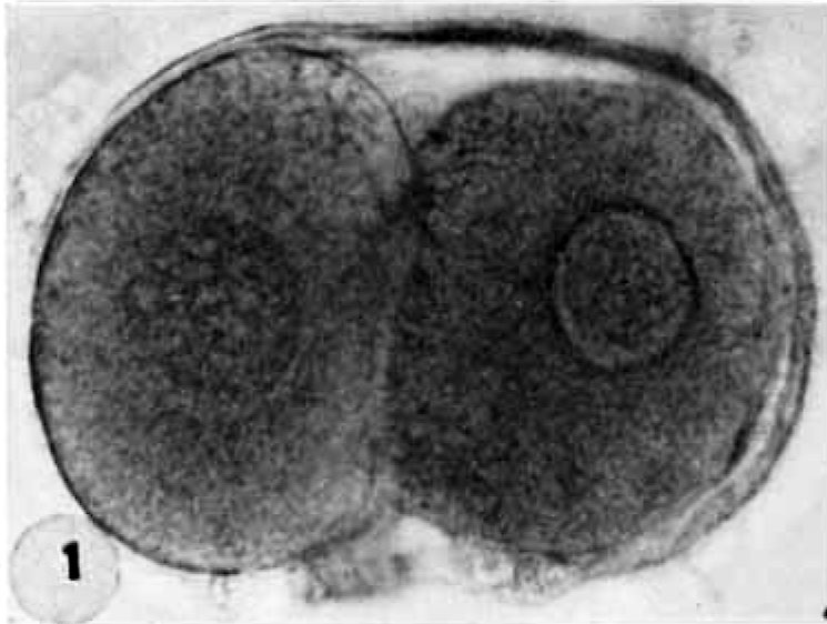 <p>Repeated mitotic divisions during week one of embryonic development (days 0-4) that occurs as the conceptus migrates down the uterine tube.</p>