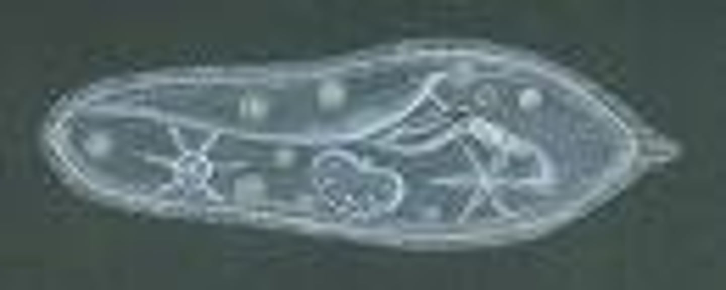<p>a type of organism that is made up of a single cell</p>