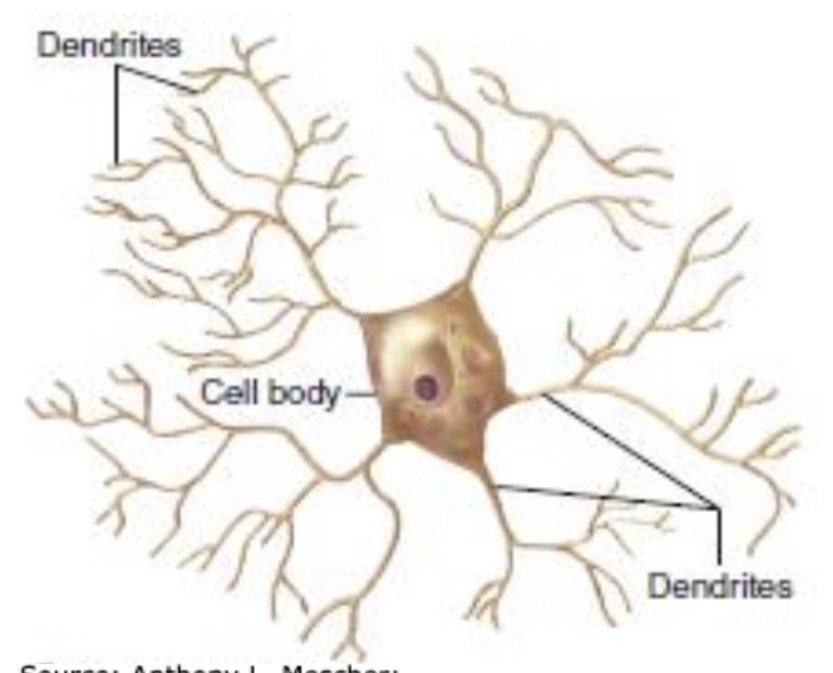 <ul><li><p>Reikalingi: Reguliuoja gretimų neuronų vietinius elektrinius pokyčius(nebutu perdirginami kiti neuronai)</p></li><li><p>randama: Galvos ir nugaros smegenyse</p></li><li><p>Neturi aksono</p></li></ul><p></p>