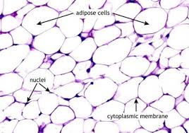 <p>Stores fat found around kidneys , heart abdomen membrane under skin behind the eyeball</p>
