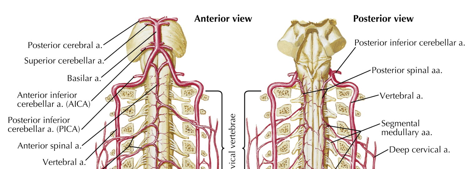 <ol><li><p>Anterior spinal artery</p></li><li><p>posterior spinal artery&nbsp;</p></li><li><p>posterior inferior cerebellar artery (PICA)</p></li></ol><p></p>