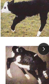 <p><span>Arthrogryposis and Acorn Calves</span></p>
