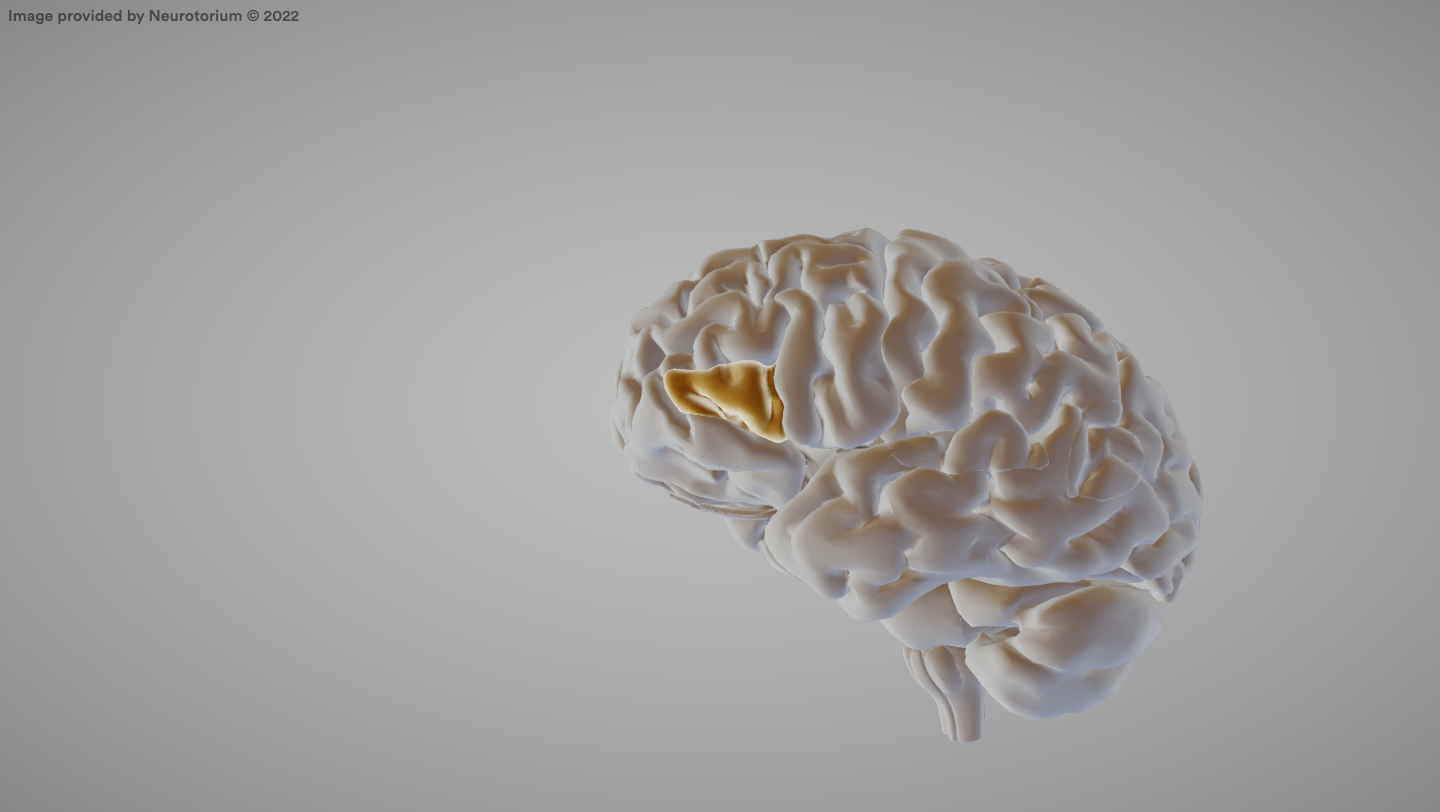 <p>Brain area associated with speech production.</p>