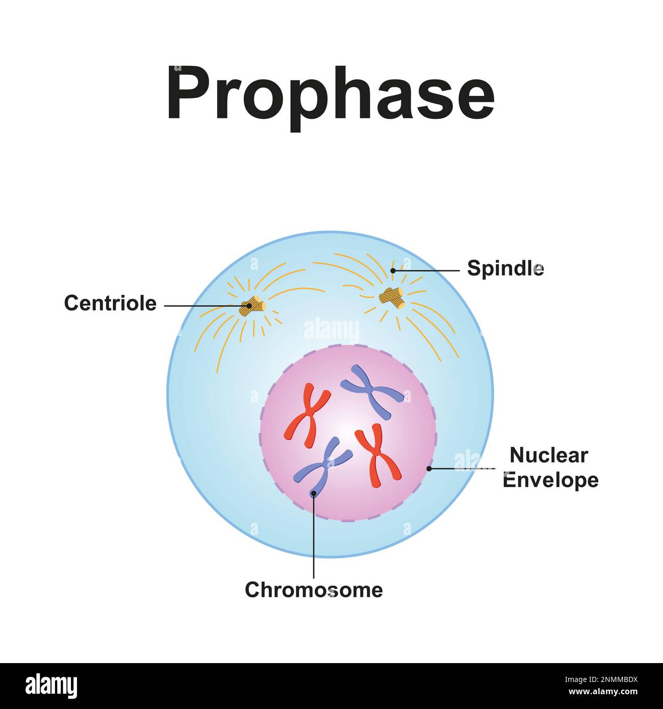 <p>A stage of mitosis during which duplicated chromosomes condense and the mitotic spindle forms.</p>