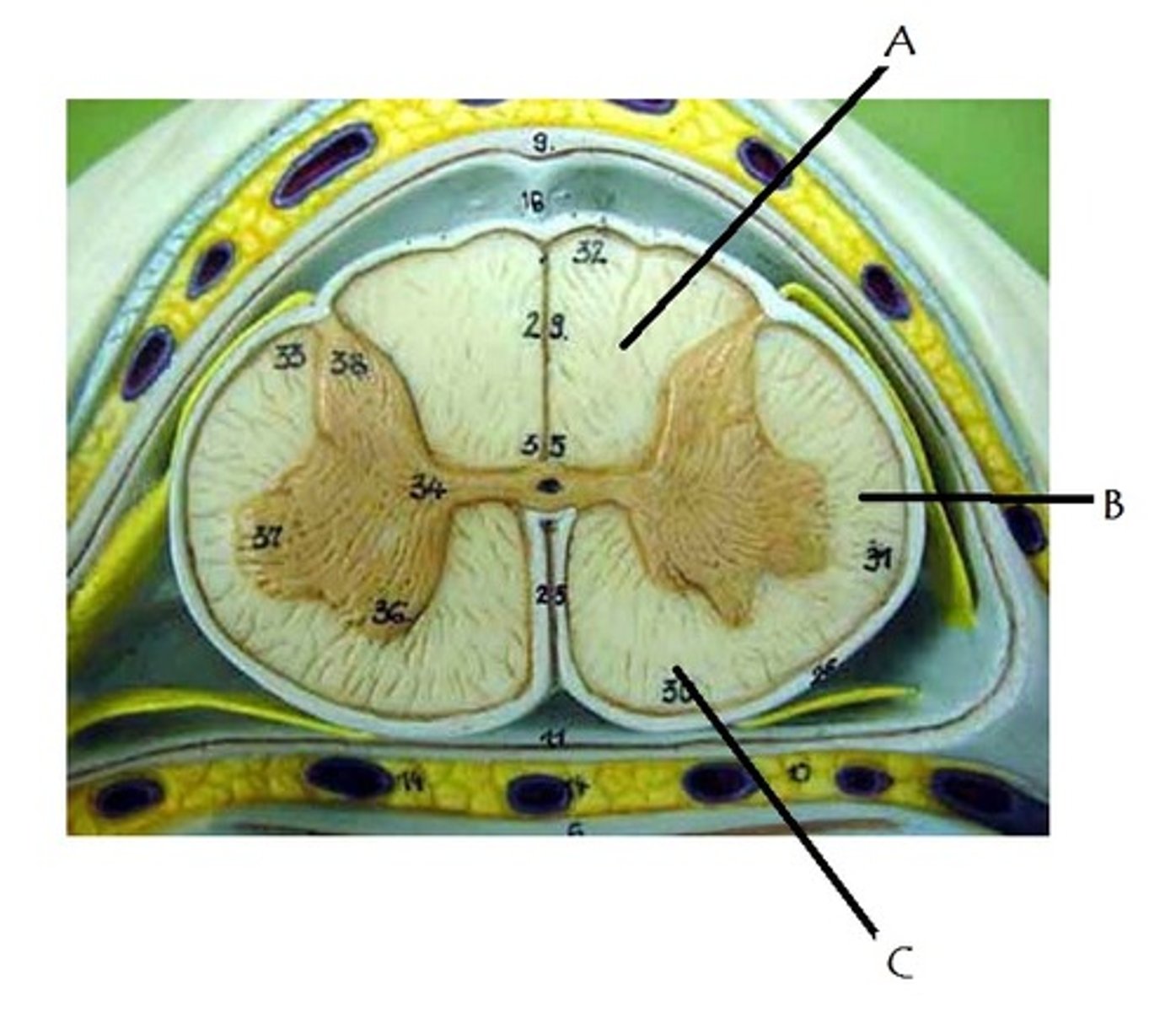 <p>Identify A</p>
