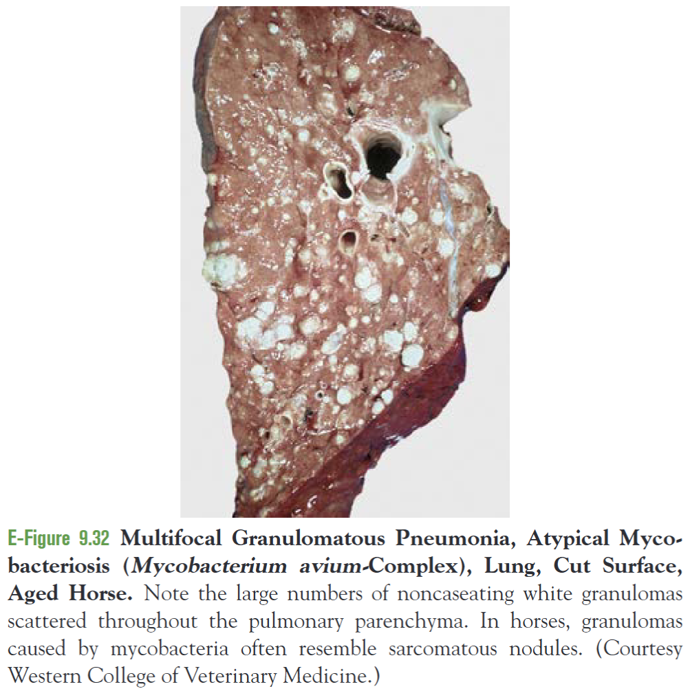 <p>The nodules are smooth, gray, solid, and sarcomatoid and do not have grossly visible necrosis or calcification. </p>