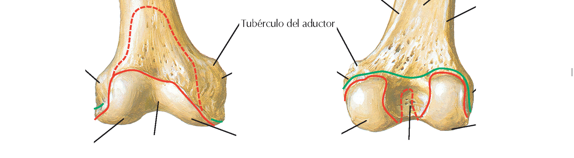 <p>Elevación que se encuentra por encima del cóndilo medial</p>