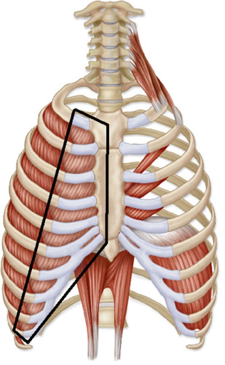 <p>origin:</p><p>superior border of rib</p><p>insertion:</p><p>inferior border of superior rib</p><p>action: depresses ribs</p>