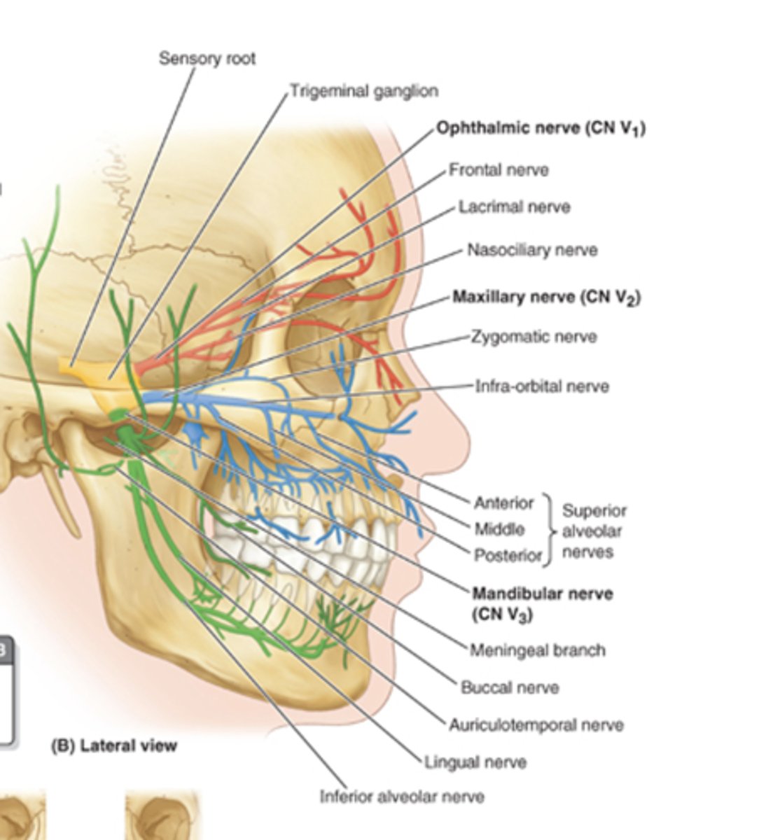 <p>1. lacrimal nerve</p><p>- communicating branch from zygomatic nerve</p><p>2. frontal nerve</p><p>- supratrochlear nerve</p><p>-supraorbital nerve</p><p>3. nasociliary nerve</p><p>- ganglionic branches of ciliary ganglion</p><p>-long and short ciliary ganglino</p><p>-anterior and posterior ethmoidal nerves</p><p>-infratrochlear nerve</p>