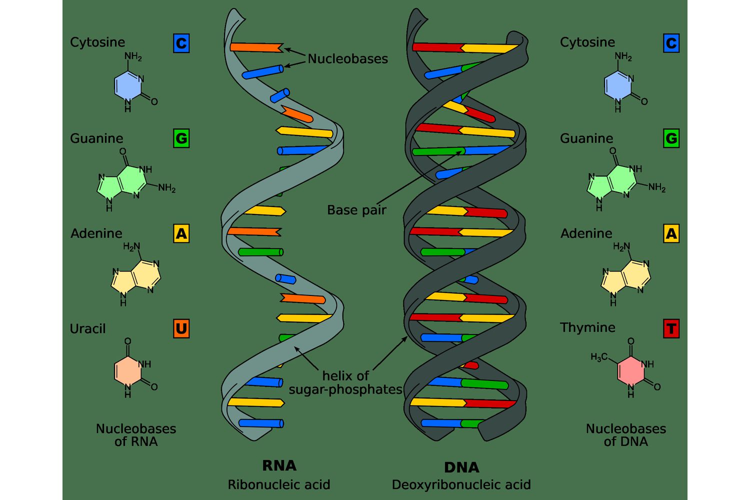 <p>Nucleic acids job/purpose</p>