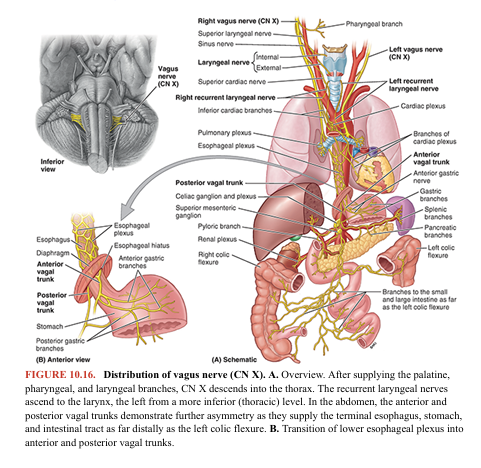 <p>Functions: sensory—somatic (general) sensory, special sensory (taste), visceral sensory; motor—somatic (branchial) motor and visceral (parasympathetic) motor. • Somatic (general) sensory from the inferior pharynx and larynx. The vagus provides the afferent (sensory) limb of the cough reflex stimulated by foreign irritants, preventing aspiration and infection. • Visceral sensory from the thoracic and abdominal organs • Taste and somatic (general) sensation from the root of the tongue and taste buds on the epiglottis. Branches of the internal laryngeal nerve (a branch of CN X) supply a small area, mostly somatic (general) sensory but also some special sensation (taste). • Somatic (branchial) motor to the soft palate, pharynx, intrinsic laryngeal muscles (phonation), and a nominal extrinsic tongue muscle, the palatoglossus, which is actually a palatine muscle based on its derivation and innervation • Proprioceptive to the muscles listed above • Visceral (parasympathetic) motor to thoracic and abdominal viscera Nuclei: sensory—sensory nucleus of the trigeminal nerve (somatic sensory) and nuclei of the solitary tract (taste and visceral sensory); motor—nucleus ambiguus (somatic [branchial] motor) and dorsal vagal nucleus (visceral [parasympathetic] motor) (Fig. 10.6). The vagus nerve (CN X) has the longest course and most extensive distribution of all the cranial nerves, most of which is outside of (inferior to) the head. The term vagus is derived from the Latin word vagary, meaning “wandering.” CN X was called that because of its wide distribution extending far from the head (Table 10.5). It arises by a series of rootlets from the lateral aspect of the medulla that merge and leave the cranium through the jugular foramen positioned between CN IX and CN XI (Figs. 10.14 and 10.16).</p>