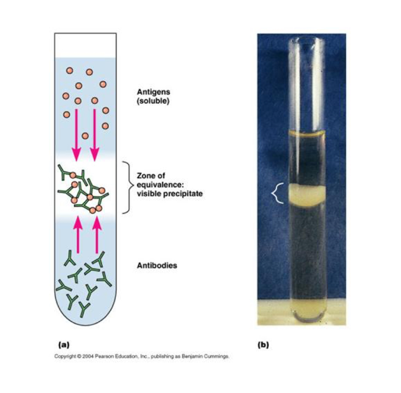 <p>The ring test is a simple serological technique that illustrates the precipitin reaction in solution.</p><p>• Antiserum is introduced into a small diameter test tube, and the antigen is then carefully added to form a distinct upper layer. After 4 hours incubation a ring of precipitate forms at the point of contact in the presence of antigen-antibody reaction.</p><p>• To detect the precipitin reaction, a series of dilutions of the antigen is used, because both insufficient and excessive antigen amounts of antigen will prevent the formation of a visible precipitate.</p>