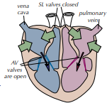 <p>Which stage of the cardiac cycle is shown by the photo? What happens?</p>