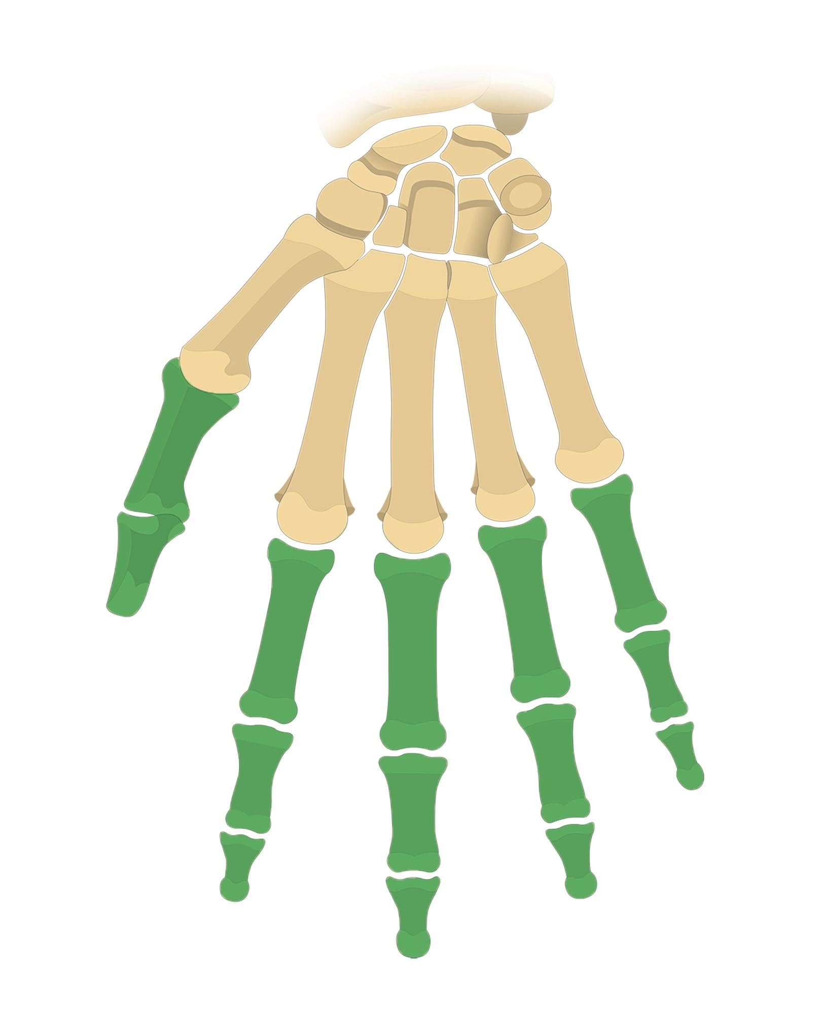 <p>Identify the bone.</p>