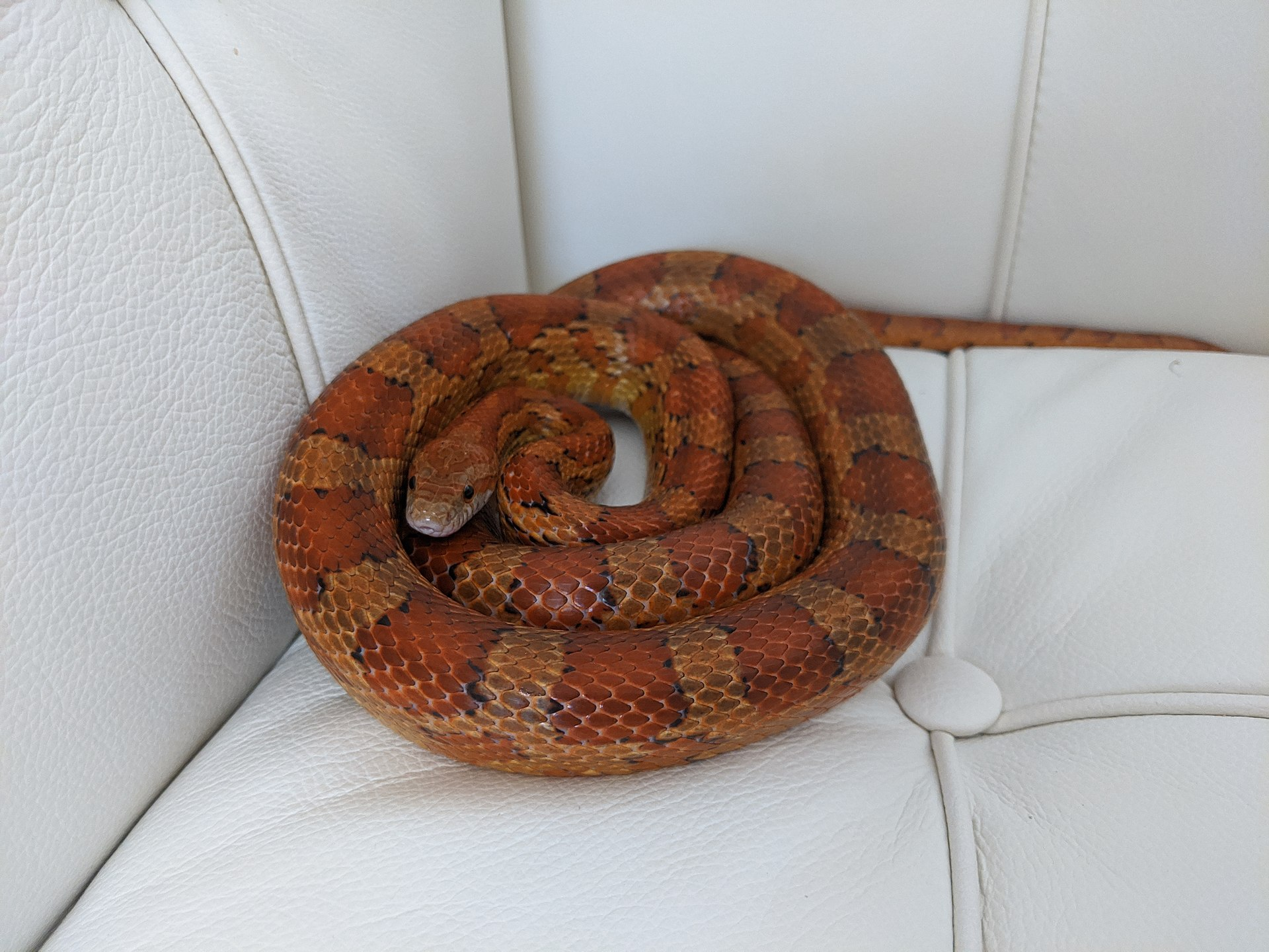 <p>Family Colubridae</p><p>Latin: Pantherophis guttatus</p><p>Red Cornsnake</p>