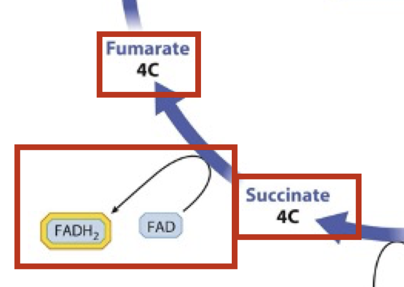 <p>4 carbon molecule converted to another form; FADH2 electron carrier produced</p>