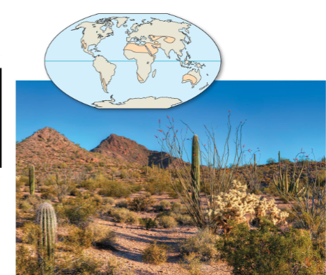 <p>Desert</p>