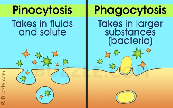 <p>Although both are considered endocytic processes, phagocytosis ingests solids whereas pinocytosis ingests fluids and solutes. </p>