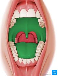 <p>oral cavity </p>