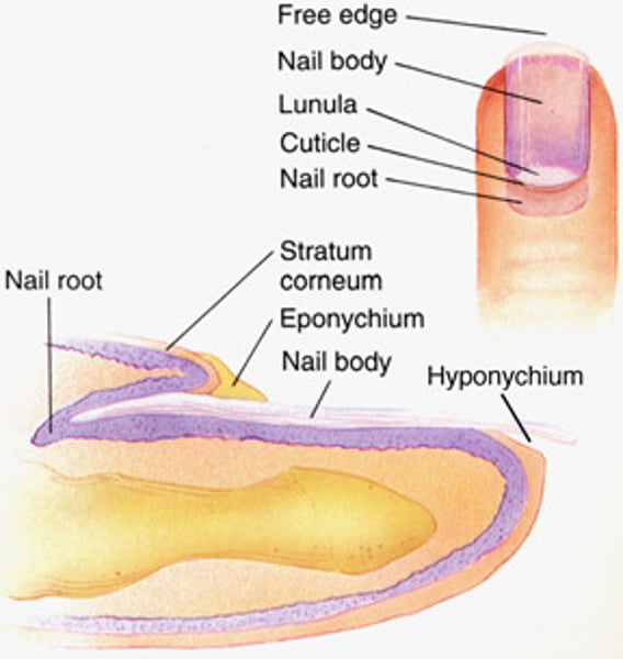 <p>-Nail body: the visible part of the nail</p><p>-Nail root: the rest of the nail</p><p>-Cuticle: the skin border between nail body and root.</p><p>-Lunula: the part o nail body nearest the root. It is the crescent-shaped white area.</p><p>-Nail bed: it is the area below the nail. It contains blood vessels.</p>