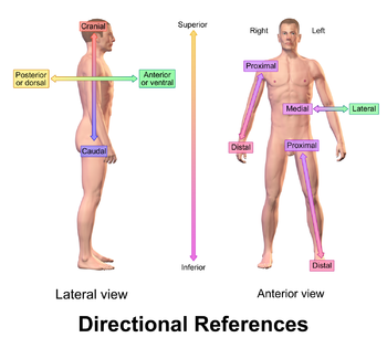 <p>Towards the front; e.g., the breast is on the anterior chest wall</p>