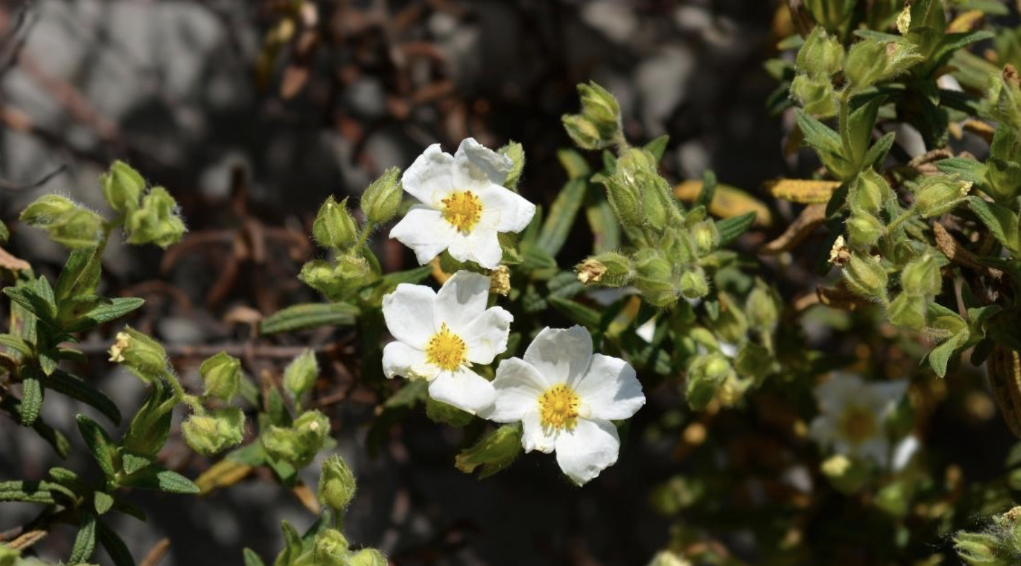 Flower 226