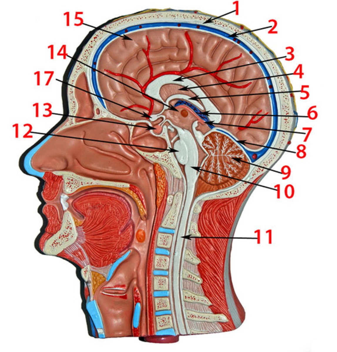 <p>2. superior sagittal sinus</p><p>3. corpus callosum</p><p>4. septum lucidum</p><p>5. fornix</p><p>7. pineal gland</p><p>14. Intermediate mass of thalamus</p><p>13. pituitary gland</p><p>12. pons</p><p>10. medulla oblongata</p><p>11. spinal cord</p><p>9. arbor vitae</p><p>17. optic chiasma</p>