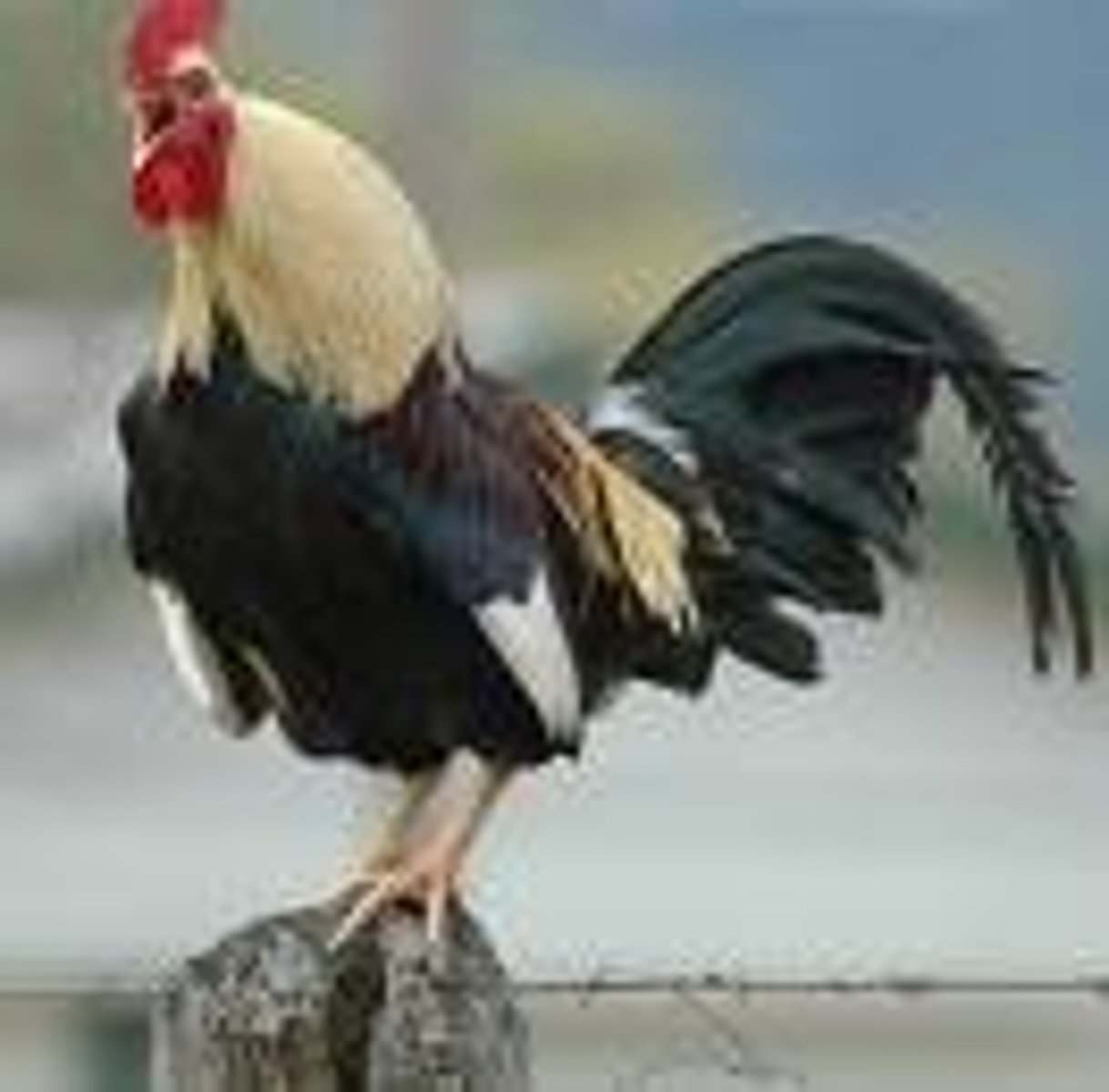 <p>Rooster</p>