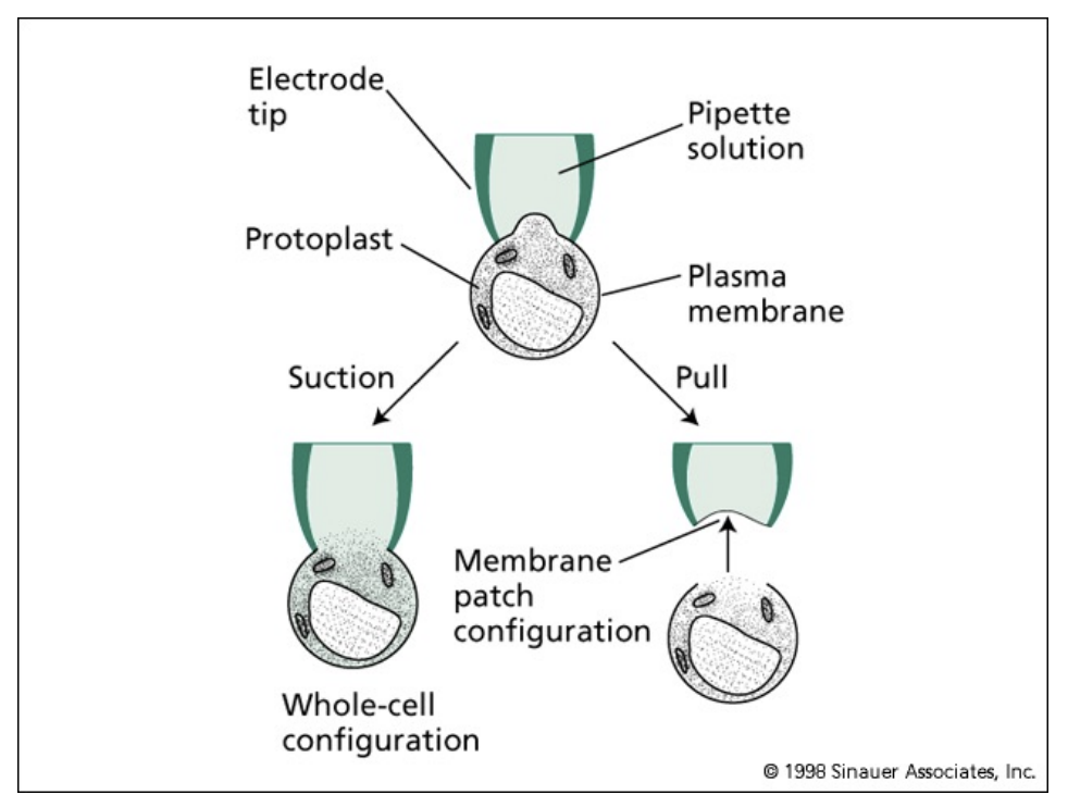 <ul><li><p>patch clamping</p><ul><li><p>discovered by Erwin Neher and Bert Sakmann</p></li></ul></li><li><p>electrophysiology methods</p></li></ul><p></p>