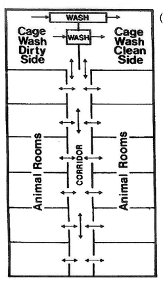 <p>Most cost-effective, but hardest to manage, especially in a disease outbreak</p><p>Control level at animal room door and may be divided into AM and PM operations</p><p>Both clean and soiled materials and personnel utilize same corridor</p><p>Potential for cross-contamination</p><p>although effective for all facilities including biocontainment and barrier, there is increased potential for cross contamination</p>