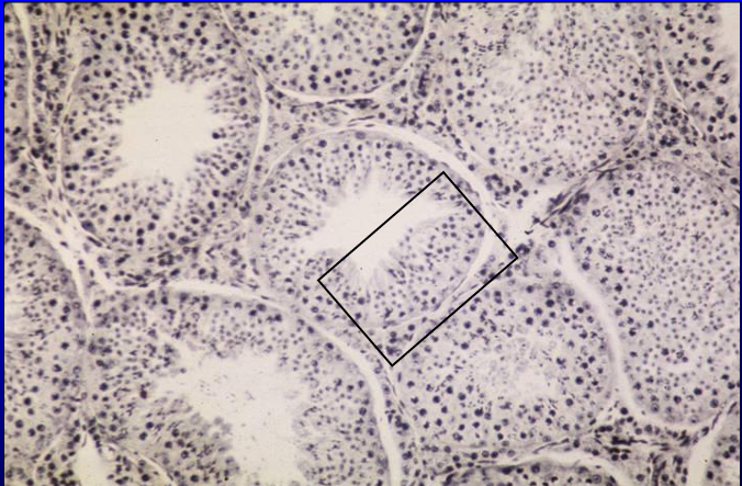 <p>Identify the structure:</p><p>Specie:</p><p>Stain used:</p>