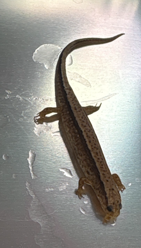 <p>Family: Plethodontidae</p><p>southern</p><p>two lines, yellowish, brownish, greenish, or orange dorsum</p><p>black dots</p><p>dark dorsolateral stripe extending to tip of tail</p><p>14 costal grooves, 5 toes on hind limbs</p><p>eggs laid in water, 2 yrs larvae</p>