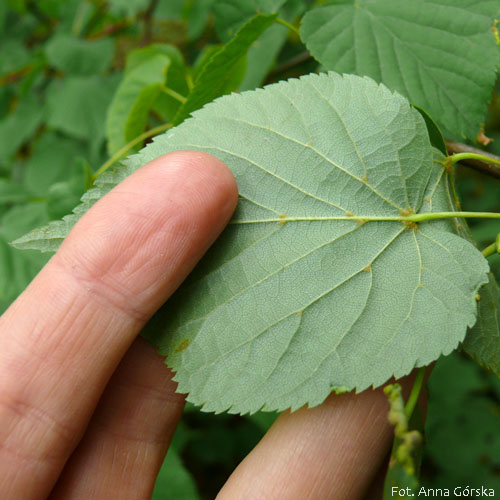 <p>Tilia cordata</p>