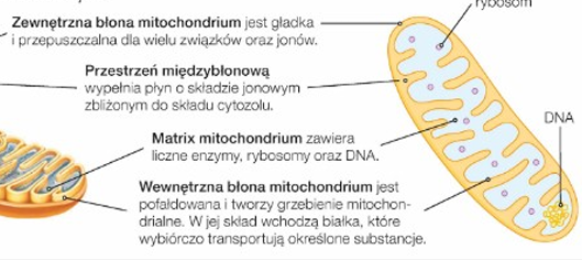 <p>Są oddzielone od cytozolu dwiema błonami, pomiędzy którymi znajduję się przestrzeń między błonowa (permitochondrialna). Wnętrze mitochondriów ograniczone błoną wewnętrzną wypełnia kolidalna substancja zwana matrix lub macierzą, w której znajdują się m.in. rybosomy i mitochondrialny DNA. Jednak większość białek mitochondrialnych jest kodowana w jądrze komórkowymi transportowana do mitochondriów. </p>