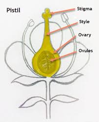 <p>What’s the function of the carpel (pistil)?</p>