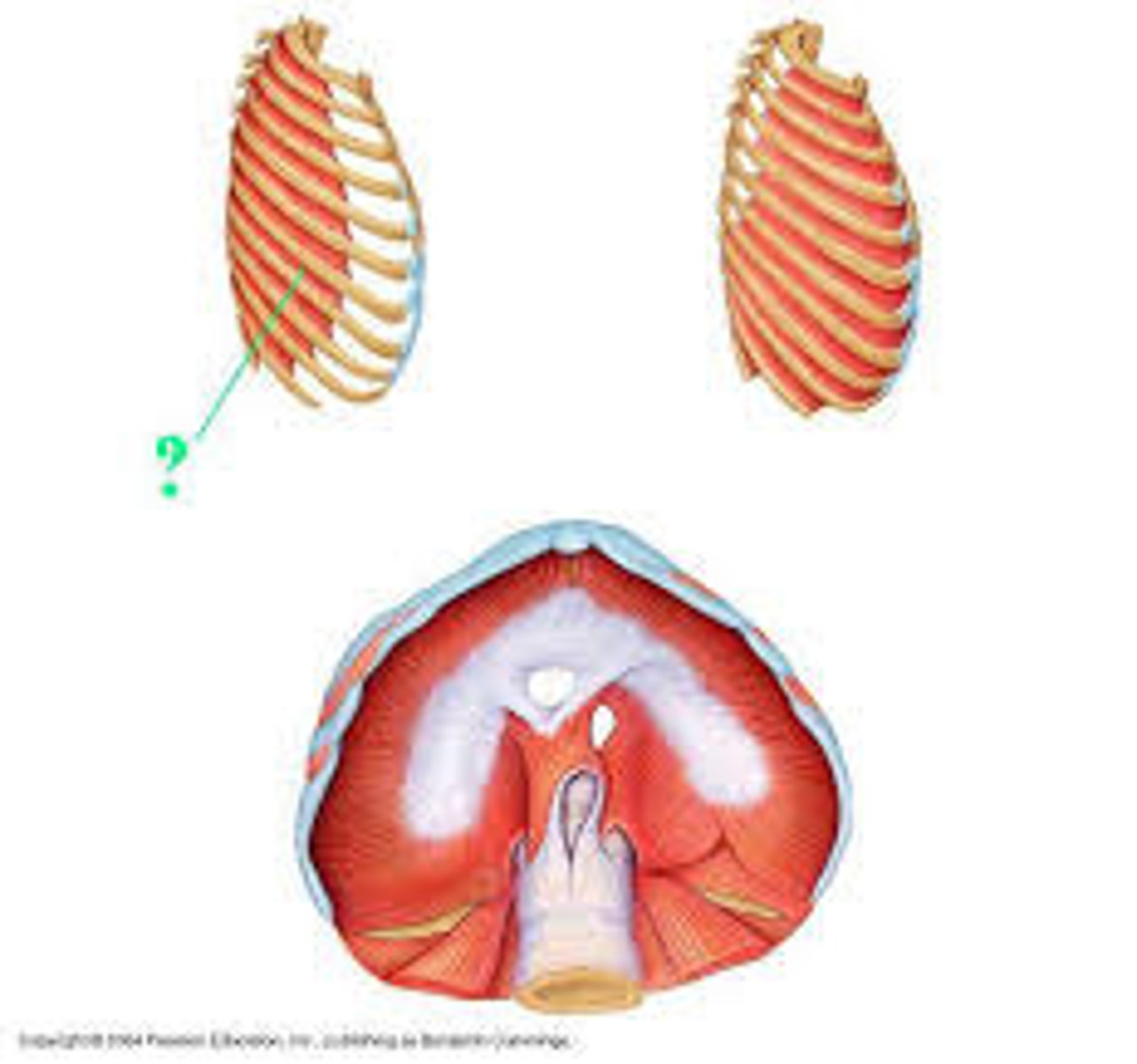 <p>Identify the indicated muscle</p>