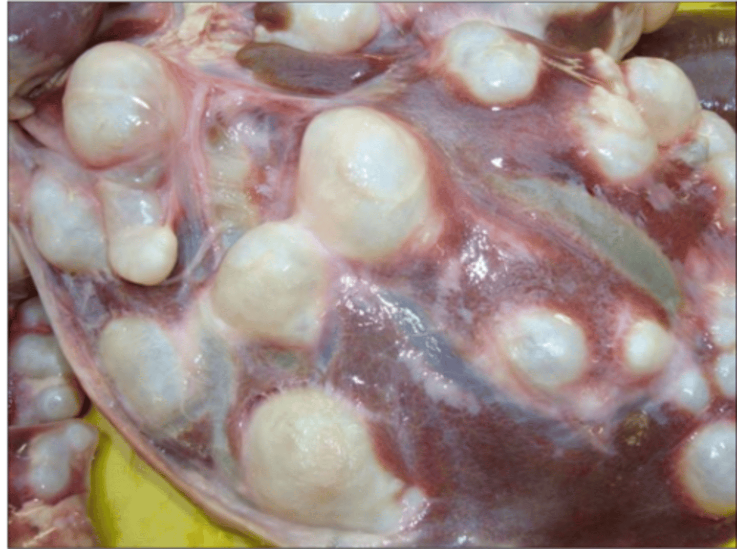 <p>Found in a lamb with fatal hepatitis. What parasite is this?</p>