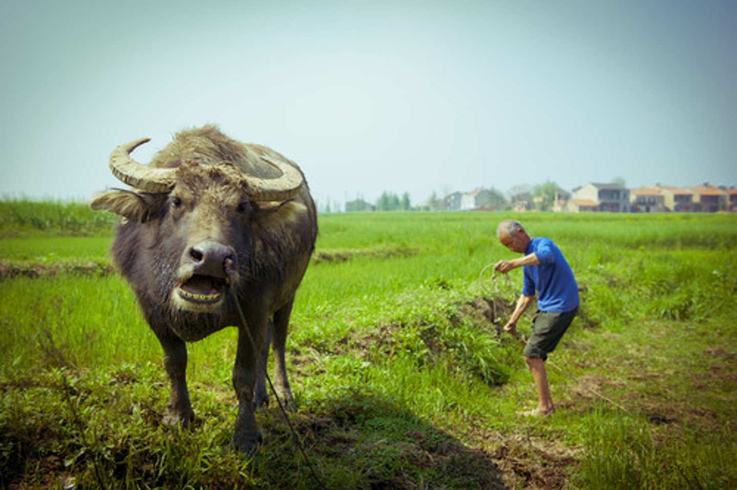 <p>nông dân (dt) <strong>nóngmín</strong></p>