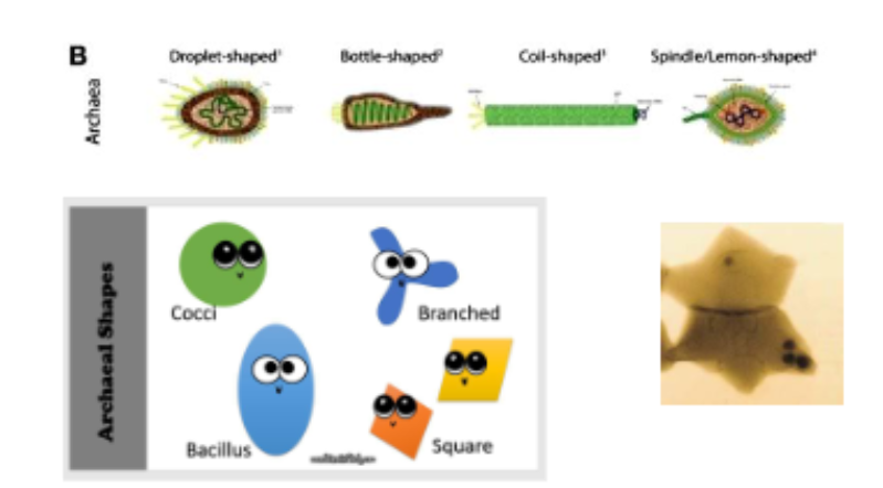 <ul><li><p>Droplet-shaped</p></li><li><p>Bottle-shaped</p></li><li><p>Coil-shaped</p></li><li><p>Spindle/Lemon-shaped</p></li><li><p>Square</p></li><li><p>Branched</p></li><li><p>Star</p></li></ul><p></p>