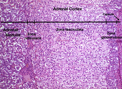 <p>Adrenal Gland</p>