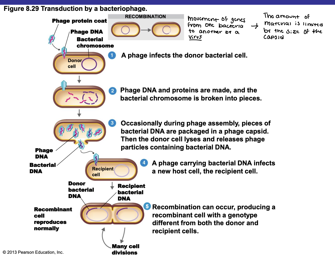 <ol><li><p>A phage infects the donor bacterial cell</p></li><li><p>Phage DNA and proteins are made, and the bacterial chromosome is broken into pieces</p></li><li><p>Occasionally during phage assembly, pieces of bacterial DNA are packaged in a phage capsid. Then the donor cell lyses and releases phage particles containing bacterial DNA</p></li><li><p>A phage carrying bacterial DNA infects a new host cell, the recipient cell</p></li><li><p><strong>Recombination can occur, producing a recombinant cell with a genotype different from both the donor and recipient cells</strong></p></li></ol><ul><li><p>Movement of genes from one bacteria to another by a virus → The amount of material is limited by the size of the capsid&nbsp;</p></li></ul><p></p>