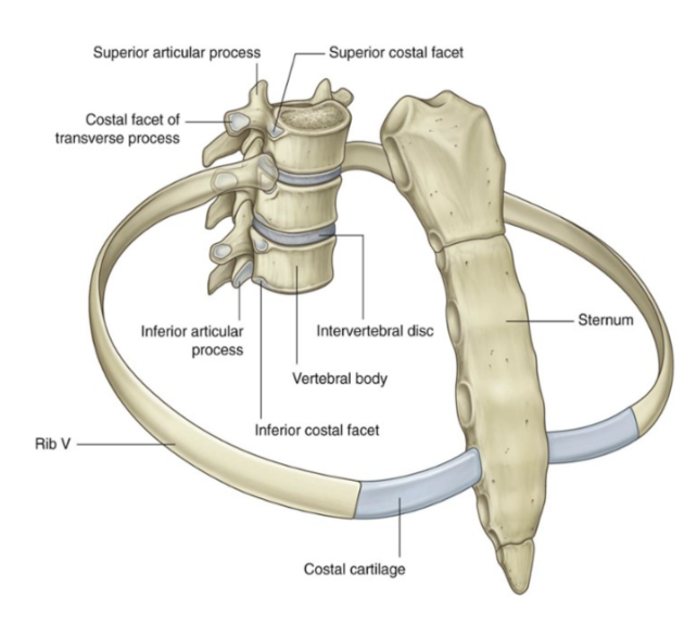<ul><li><p><span>What is the method to count the intercostal spaces (to know where to inset needle/tube) – can consider the sternal angle</span></p><ul><li><p><span>The angle between the manubrium of the sternum ‘7 the body of the sternum – have to palpate the jugular notch along the midline at the base of the neck, go down &amp; palpate the manubrium of the sternum, and when going down, can palpate a bony ridge – which is the angle between the manubrium &amp; the body – at level of 2nd rib</span></p></li><li><p><span>If moving laterally, we enter wit the tip of the finger into the first intercostal space – from there go down&nbsp;</span></p></li><li><p><span>Can also palpate the clavicle, go down – the first space is the intercostal space (best way to check)</span></p></li></ul></li></ul>