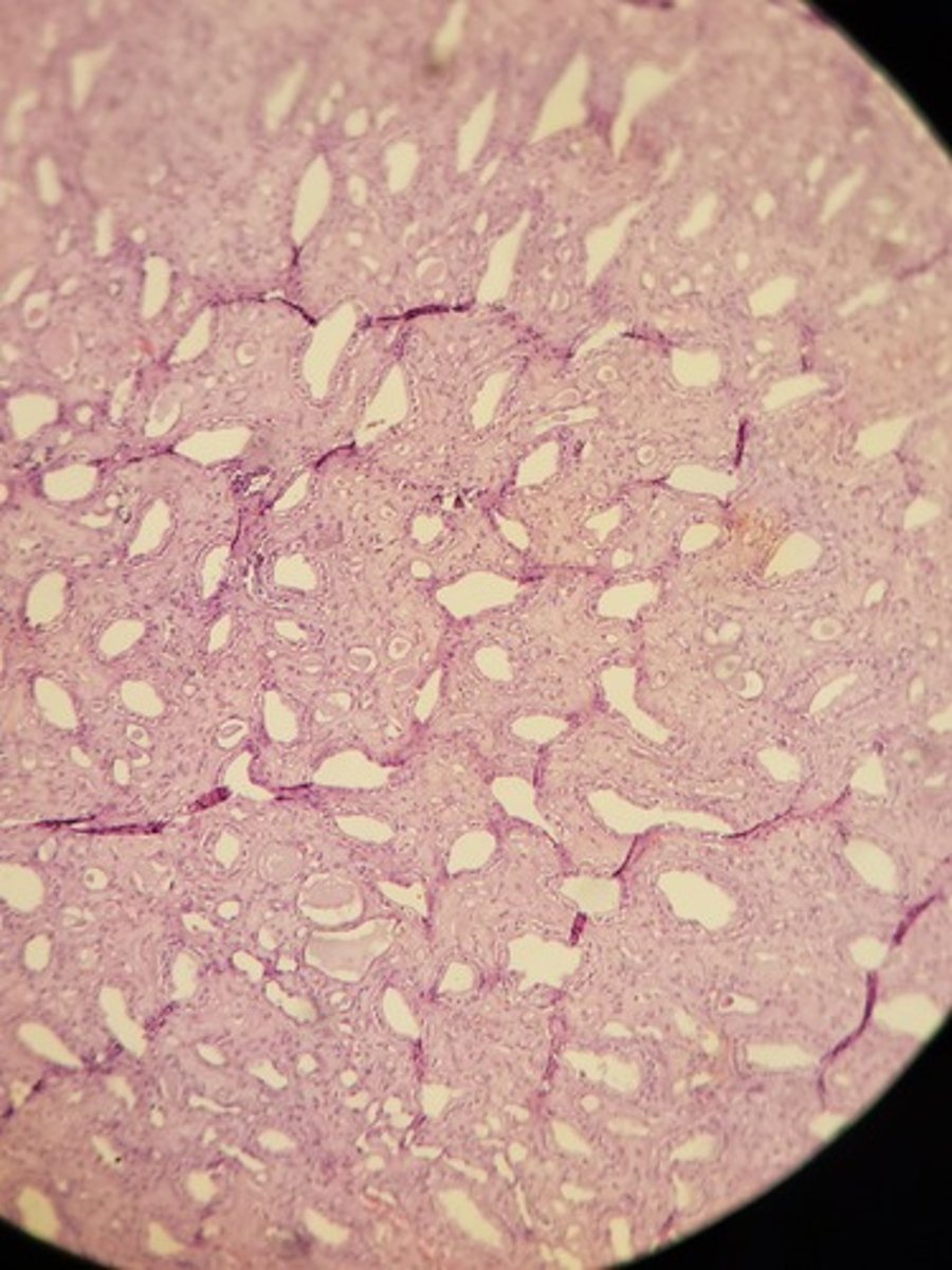 <p>Identify Tissue Type</p>