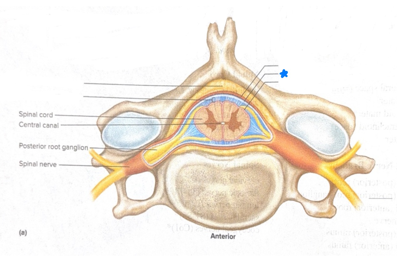 <p>Name what is starred in blue</p>